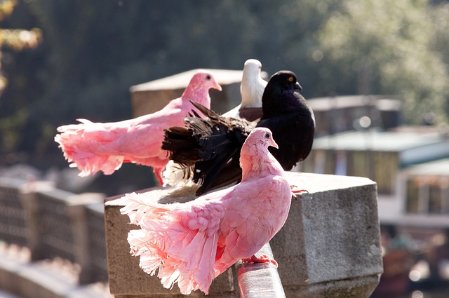 作为全球最 作为全球最